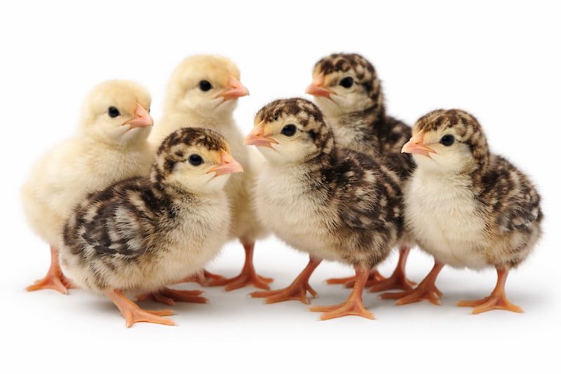 Turkey poults
